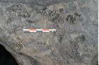 Foto (Detailansicht) von Syringodendron cyclostigma Brongniart (NHMW-GEO-2024-0188-11247)